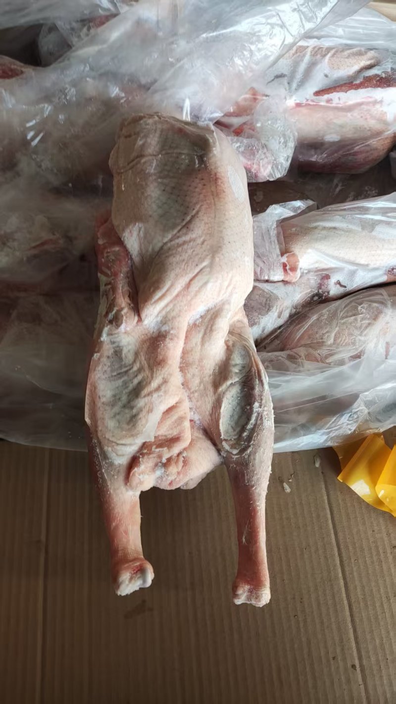现货二级两光鹅