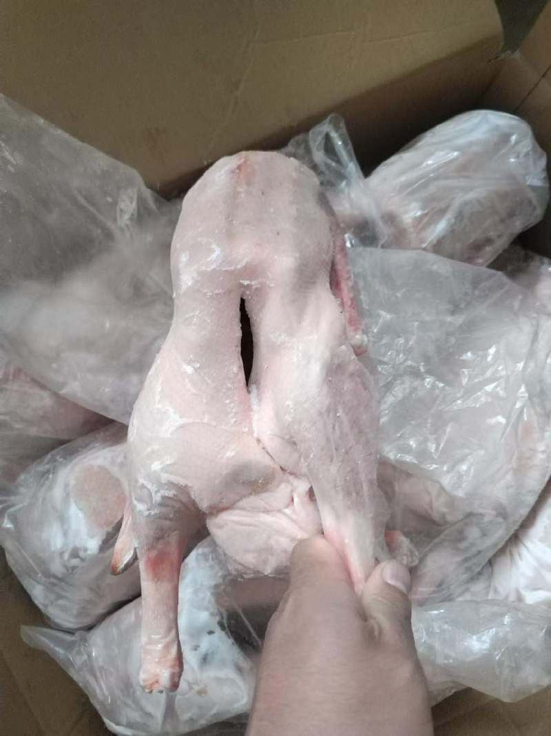 现货二级两光鹅