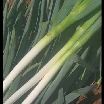 大葱
