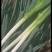 大葱