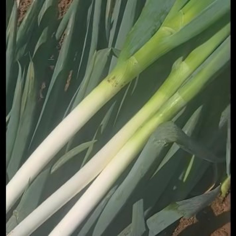 大葱