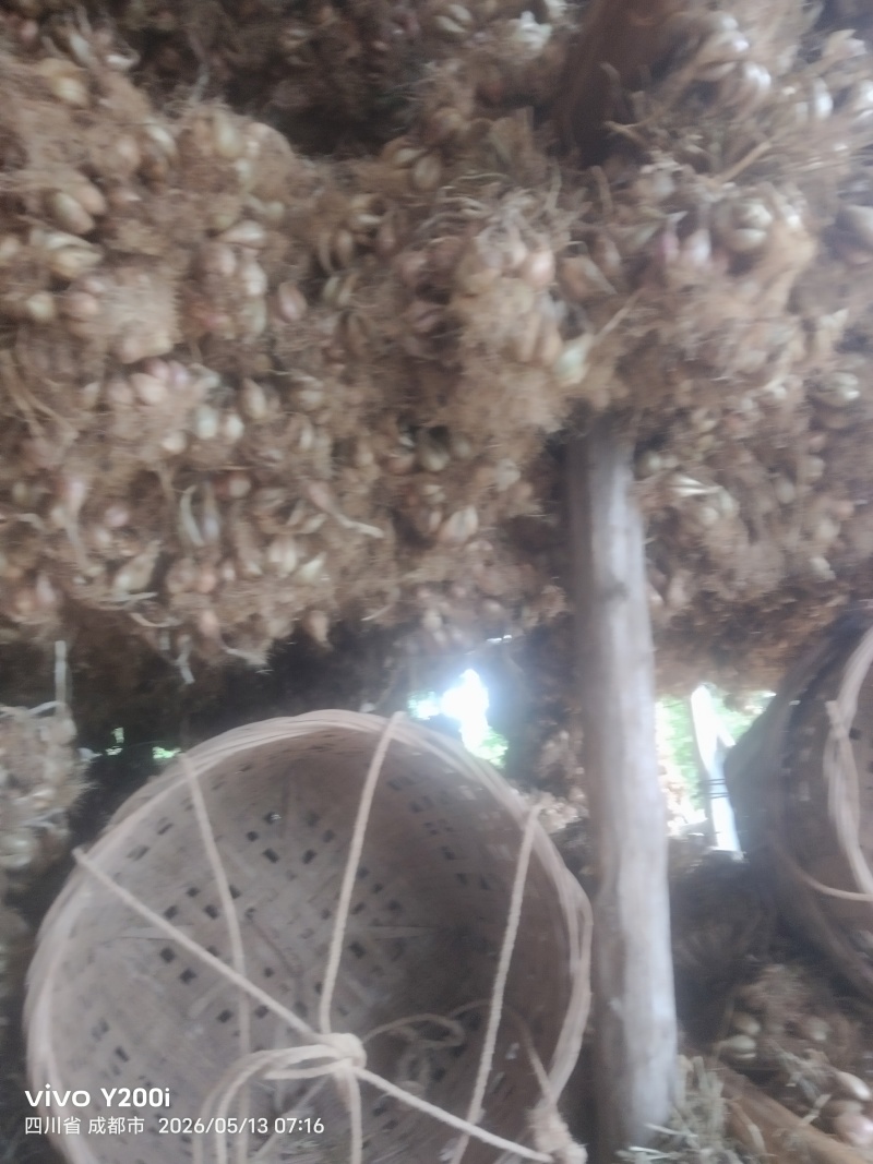 金堂精品威远葱头，大量出货，
