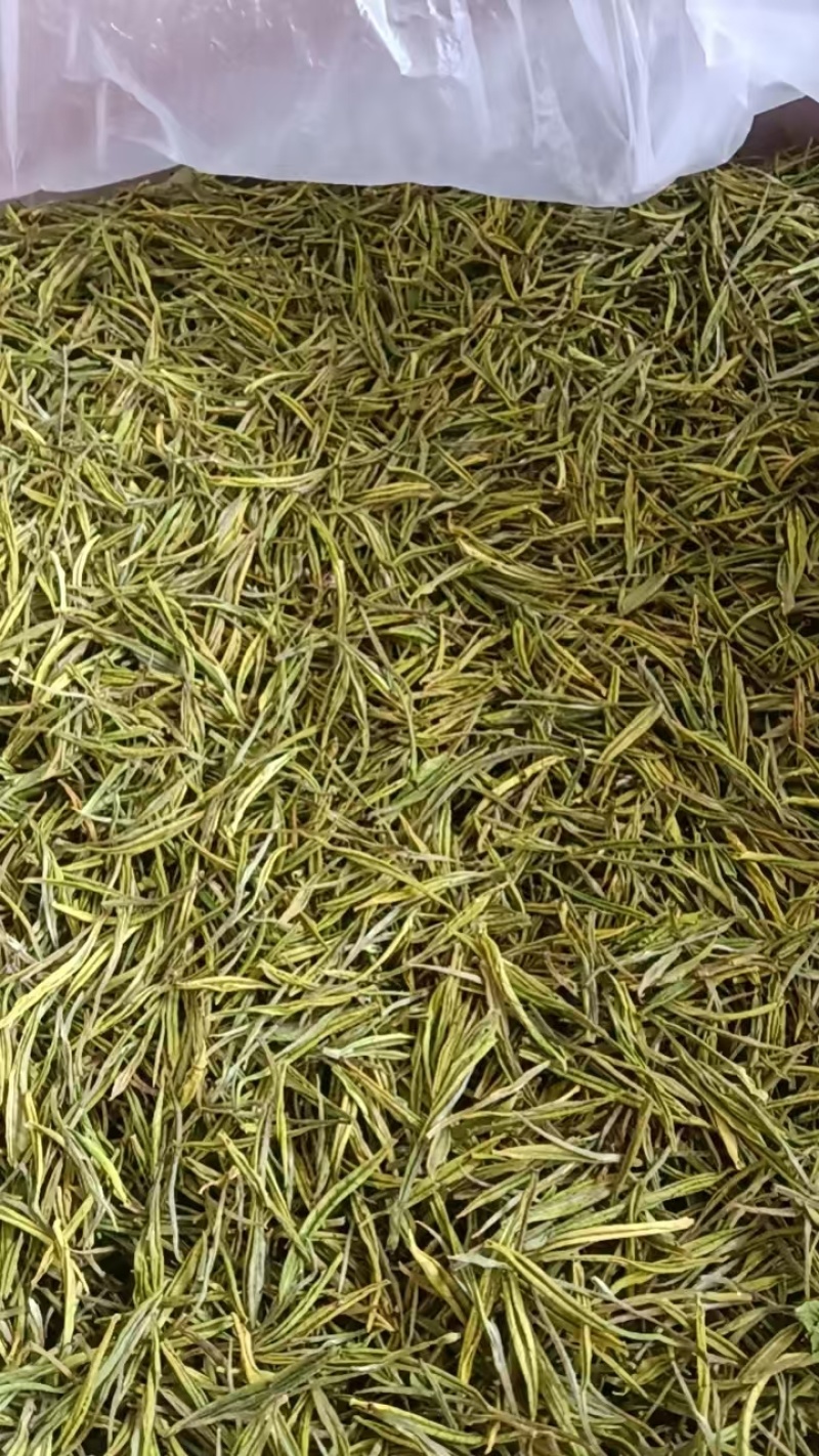 毛尖茶