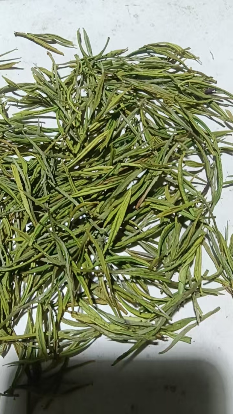 毛尖茶