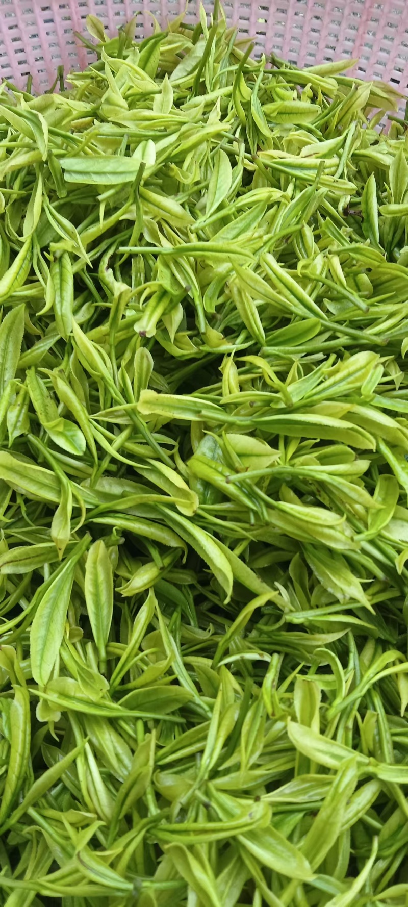 毛尖茶
