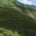 毛尖茶