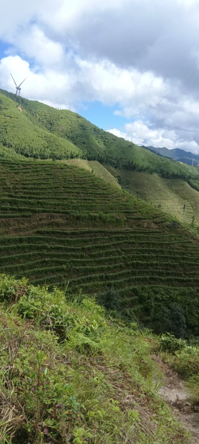 毛尖茶
