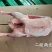 两光鹅，新货，6/7/8只
