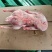 两光鹅，新货，6/7/8只