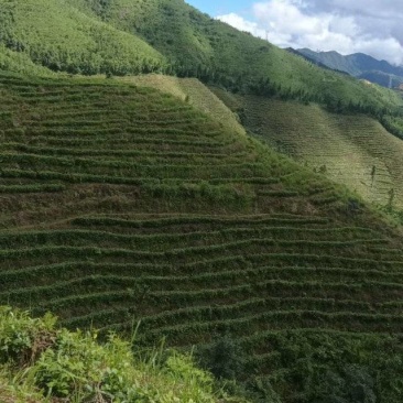 毛尖茶