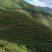 毛尖茶