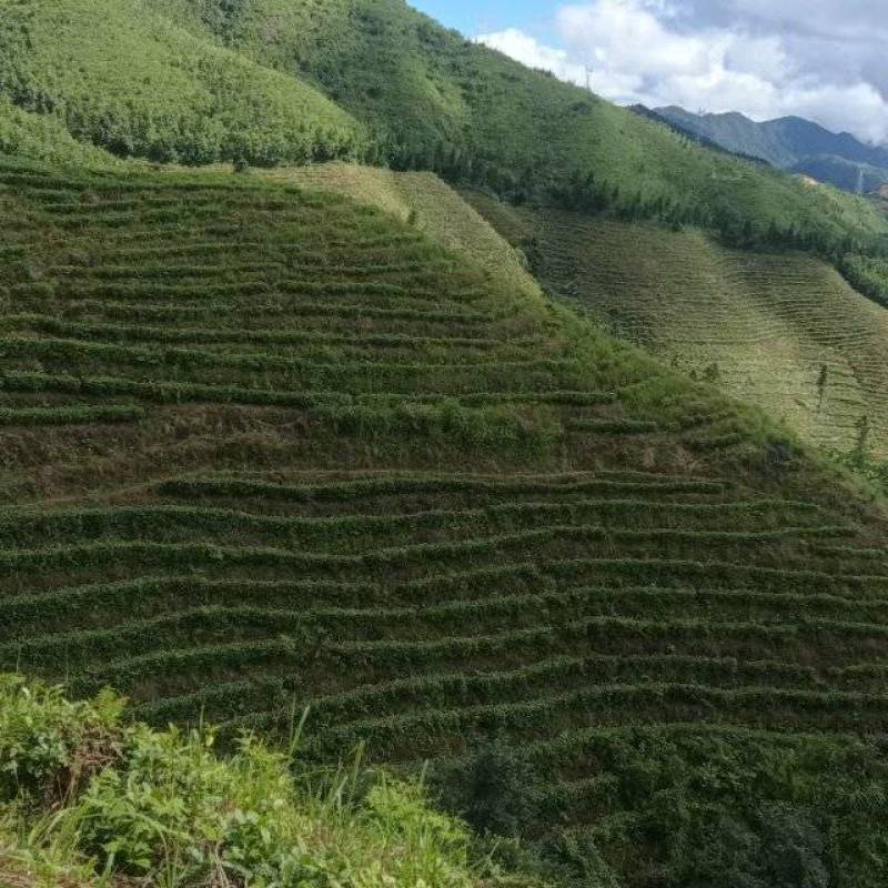 毛尖茶