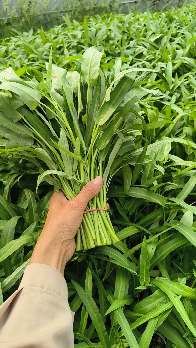 大棚空心菜，上市啦。需要的提前联系咨询预定，订单按顺序收