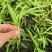 大棚空心菜头，15到20长，空心菜头，有需要可以联系我