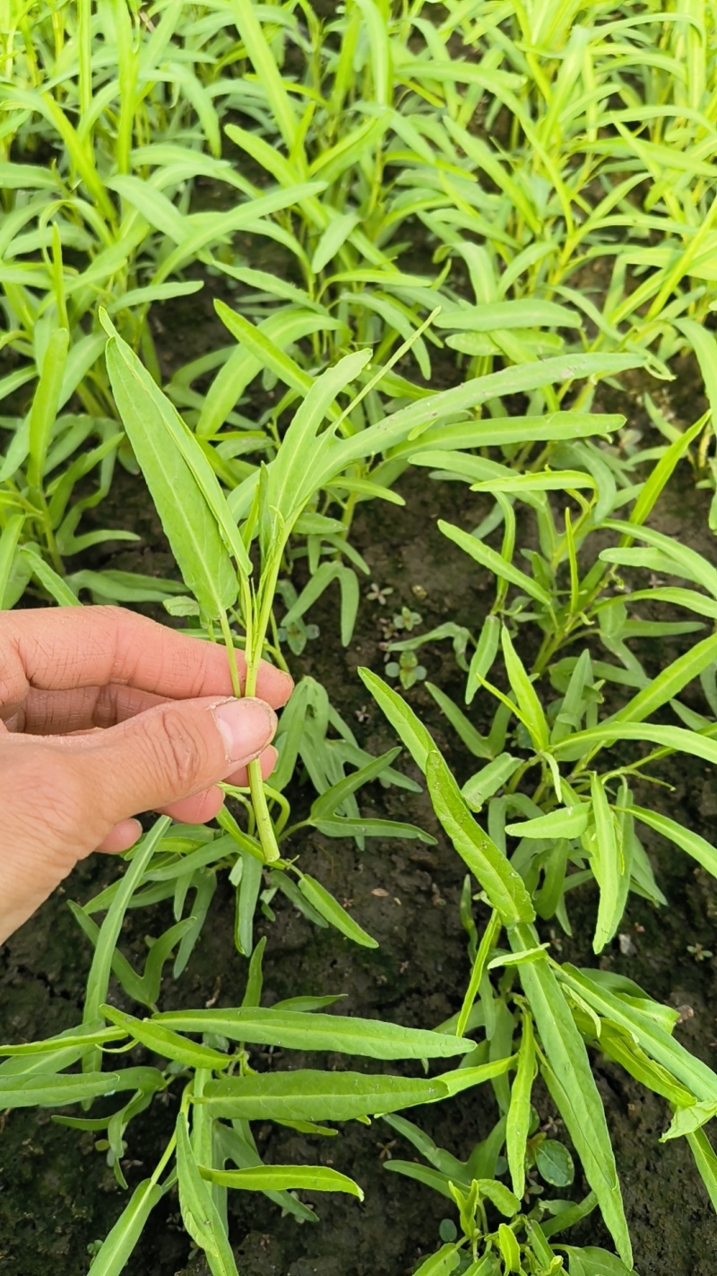 大棚空心菜头，15到20长，空心菜头，有需要可以联系我