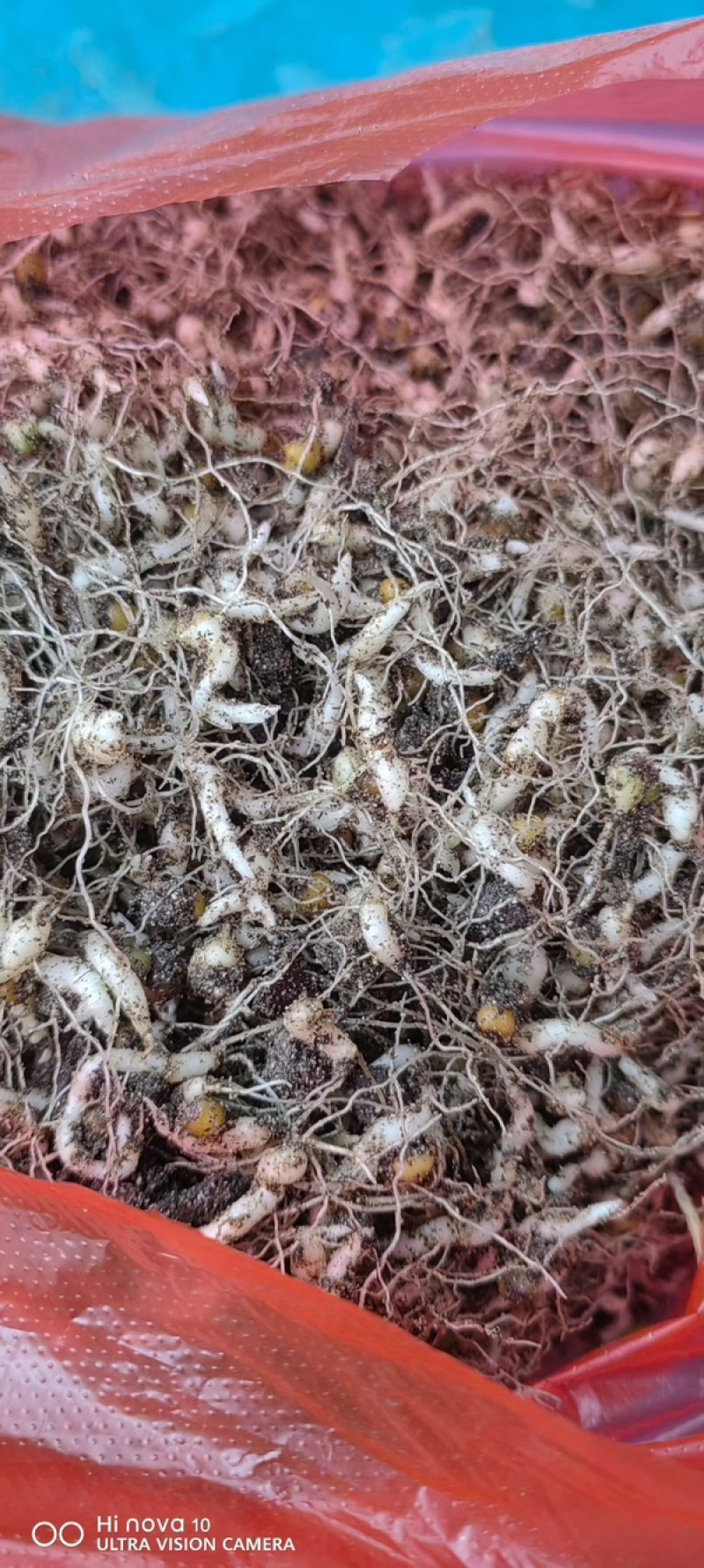 多花黄精种苗育苗基地直发/量大从优规格齐全/欢迎联系