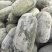 水果冬瓜大量上市，产地供应价格美丽质量好有需要的联系