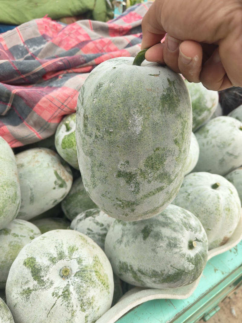水果冬瓜大量上市，产地供应价格美丽质量好有需要的联系