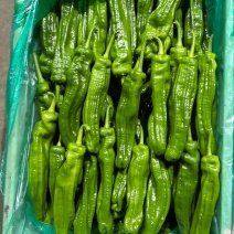 江苏淮安新鲜芜湖椒上市啦