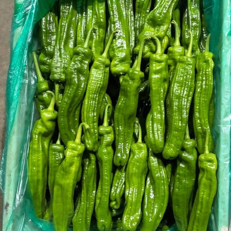 江苏淮安新鲜芜湖椒上市啦