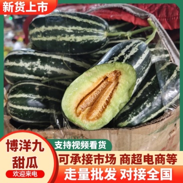 河南内黄产地博洋9号