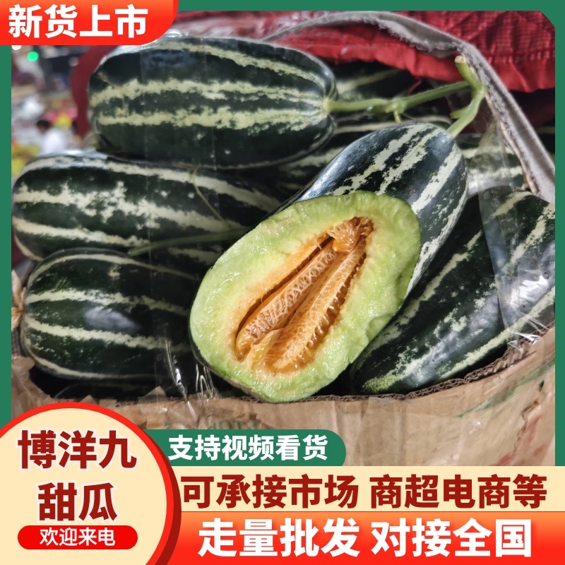 河南内黄产地博洋9号