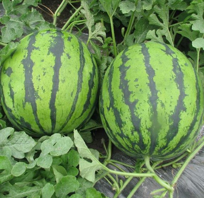 夏邑西瓜大量上市，价格优惠，品质可控，一手货源