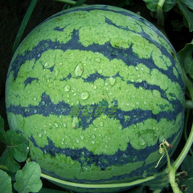夏邑西瓜大量上市，价格优惠，品质可控，一手货源