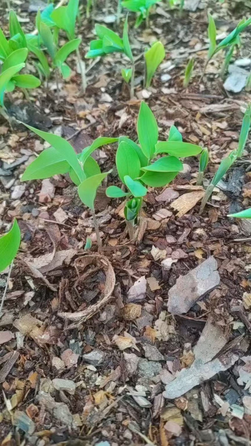 黄精多花姜型倒苗，一年苗，两年苗，三年苗，4年苗，块茎牙头
