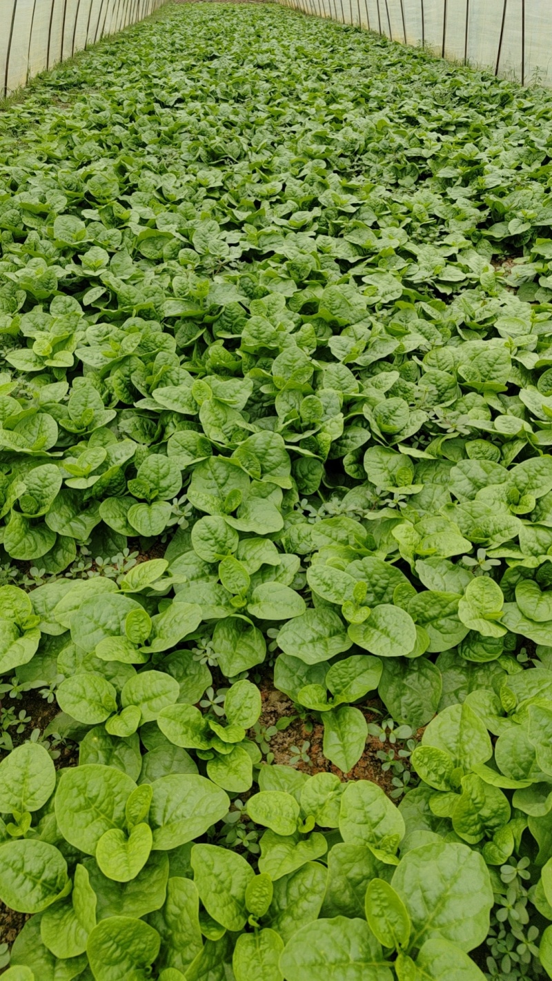 落葵木耳菜，汤菜产地一手货源，量大优惠，欢迎合作