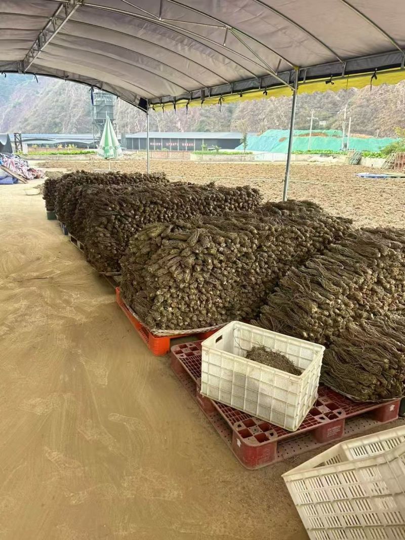 甜当归来自二千四五的海拔***的需要的请私信大量