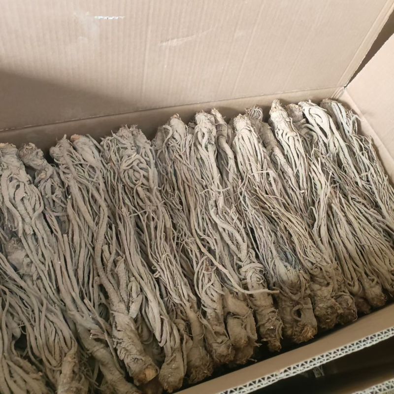 甜当归来自二千四五的海拔***的需要的请私信大量
