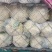 有机花菜河南基地直供质量保证一手货源全国发货