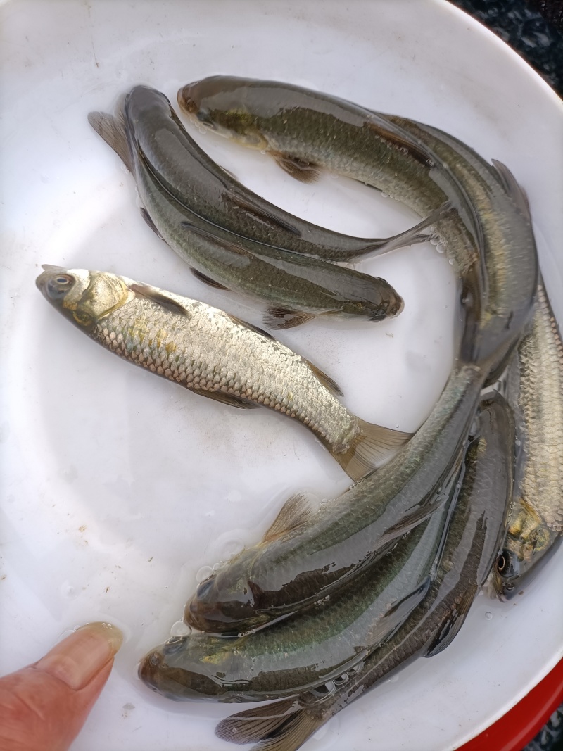 青鱼苗、黑鲩鱼苗、螺蛳青鱼苗，鱼场直销，货源充足