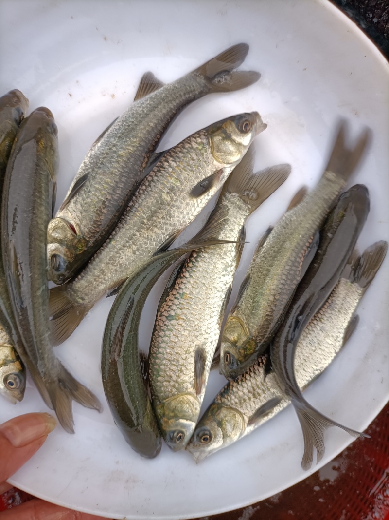 青鱼苗、黑鲩鱼苗、螺蛳青鱼苗，鱼场直销，货源充足