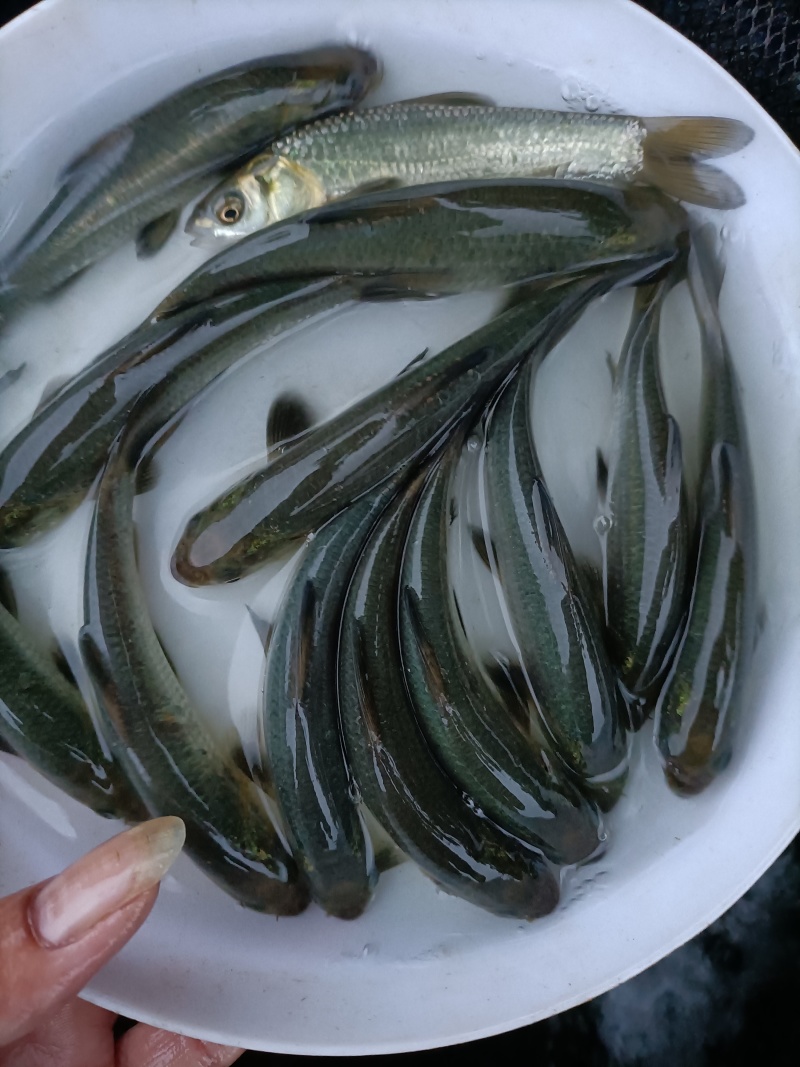 青鱼苗、黑鲩鱼苗、螺蛳青鱼苗，鱼场直销，货源充足