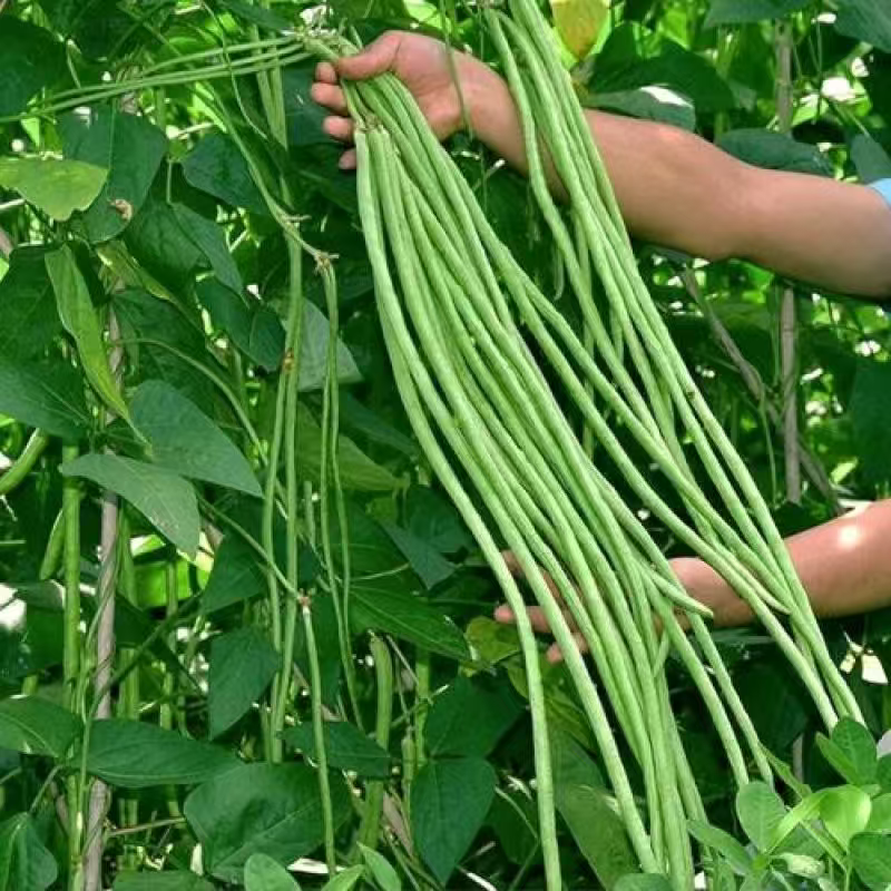 新鲜长豆角豇豆现摘现发肉质肥厚产地直供批发