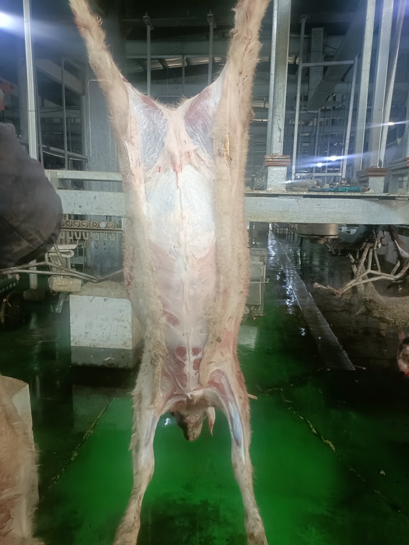 高原藏系羊肉，细毛羊，散养草膘，工厂直发