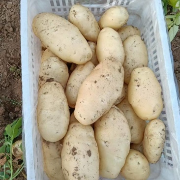 荷兰十五土豆大量上市产地直发量大从优欢迎来电