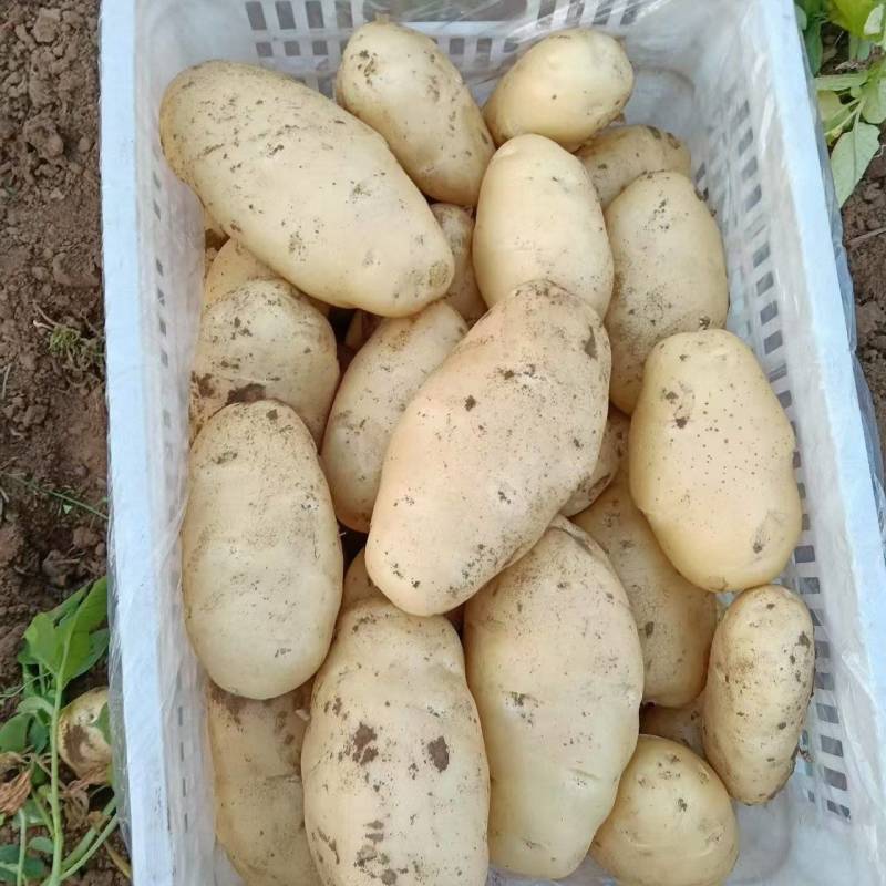 荷兰十五土豆大量上市产地直发量大从优欢迎来电