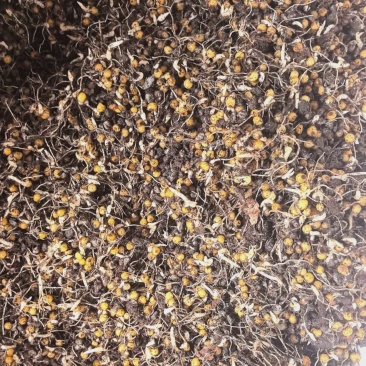 贵州六盘水，几个月苗，滇黄精中红花，自己育苗基地