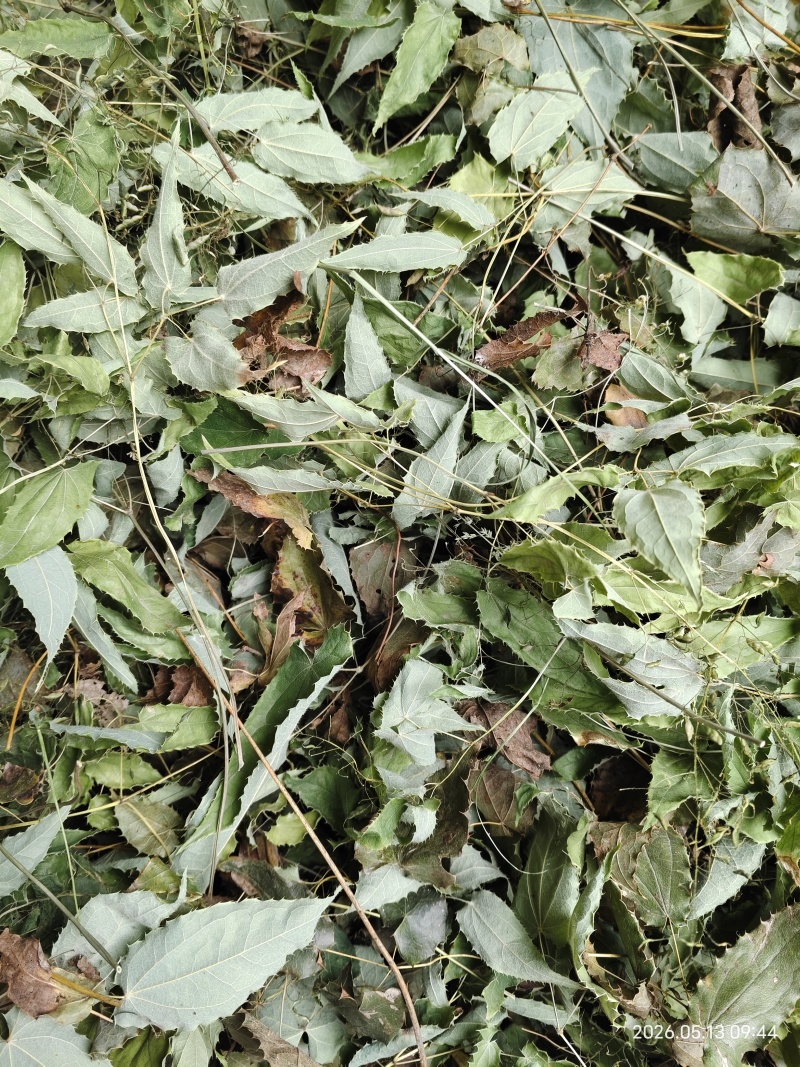 淫羊藿柔毛淫羊藿淫羊藿干货一手货源产地直发