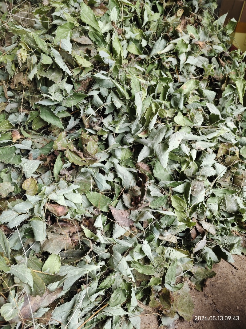 淫羊藿柔毛淫羊藿淫羊藿干货一手货源产地直发