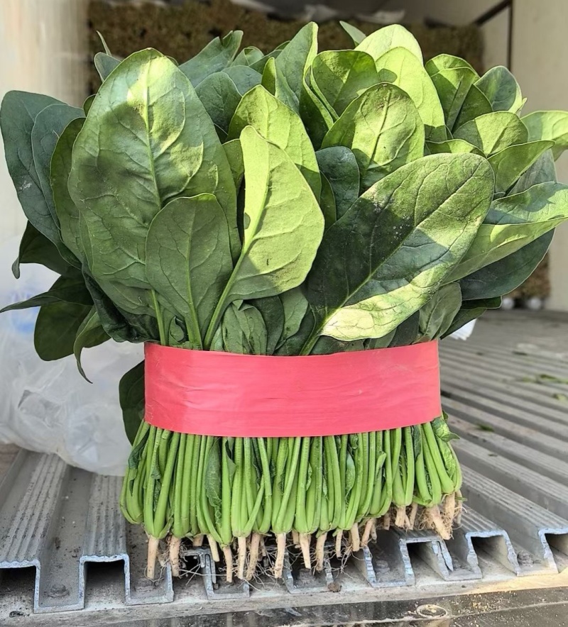 河北精品大叶菠菜种植基地现挖现发可视频看货对接全国