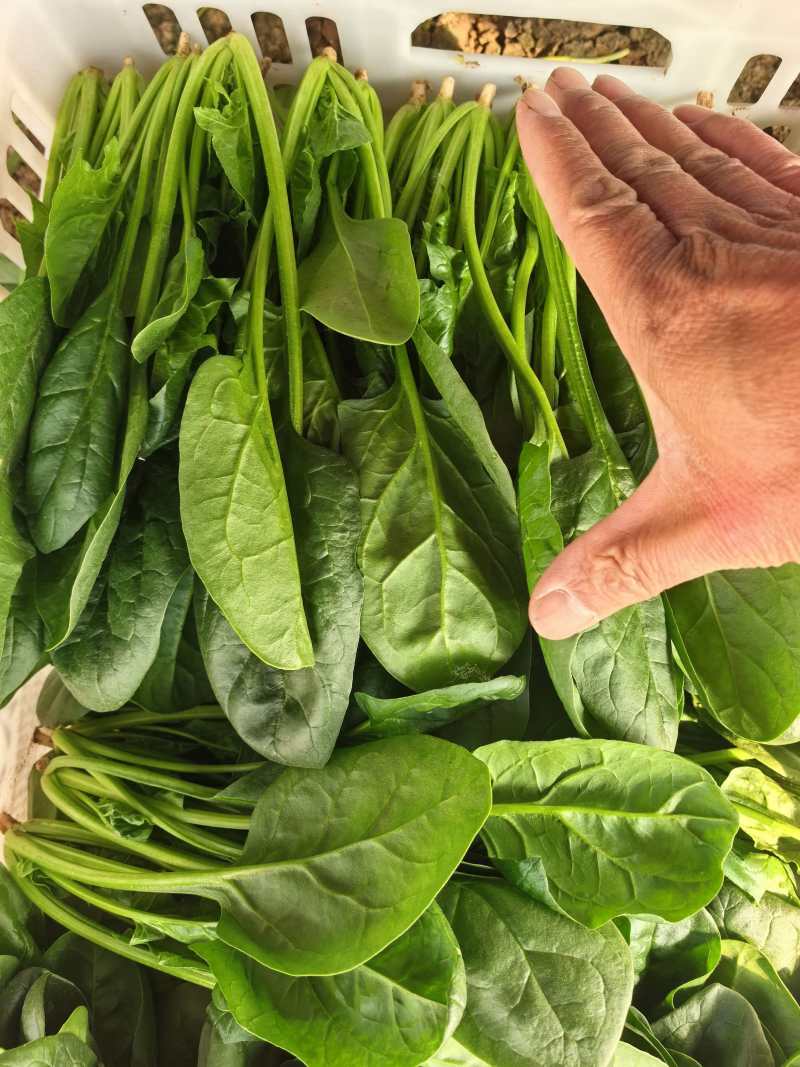 河北精品大叶菠菜种植基地现挖现发可视频看货对接全国