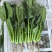 河北精品大叶菠菜种植基地现挖现发可视频看货对接全国