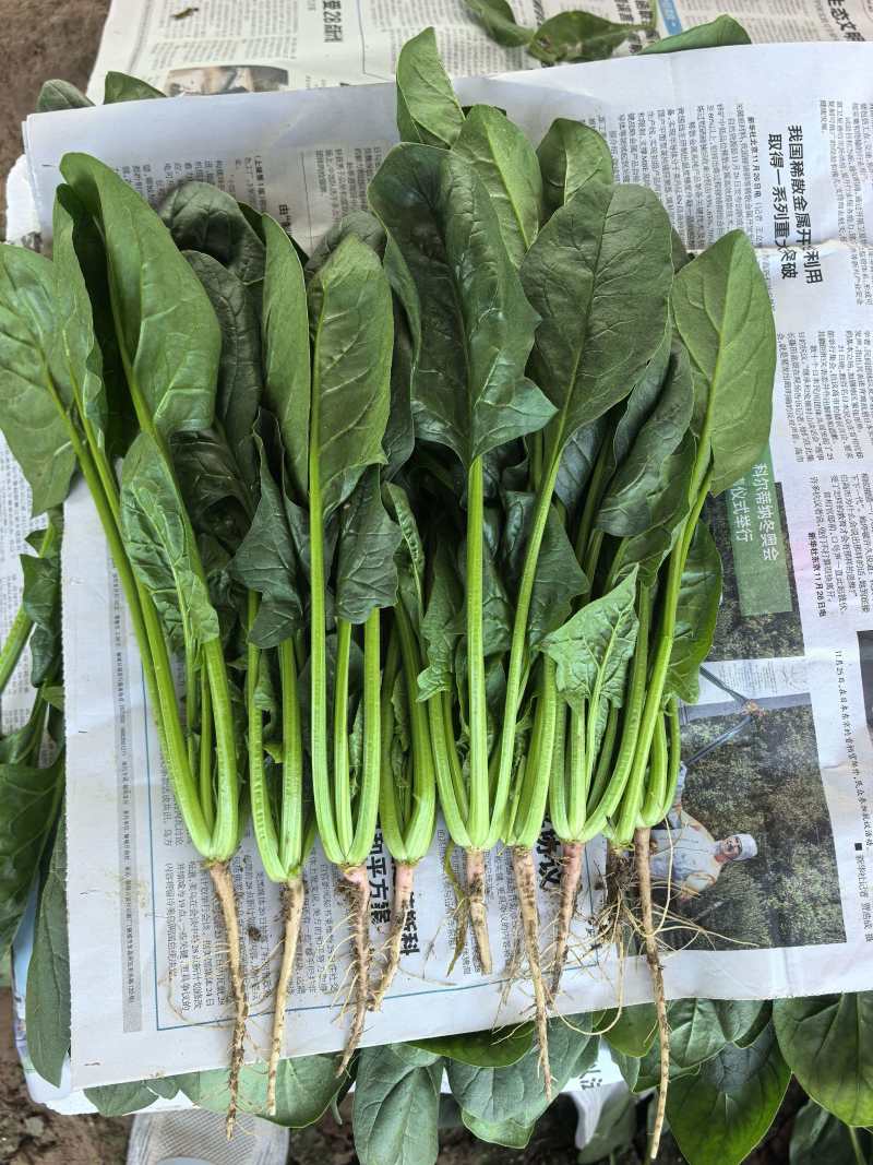 河北精品大叶菠菜种植基地现挖现发可视频看货对接全国