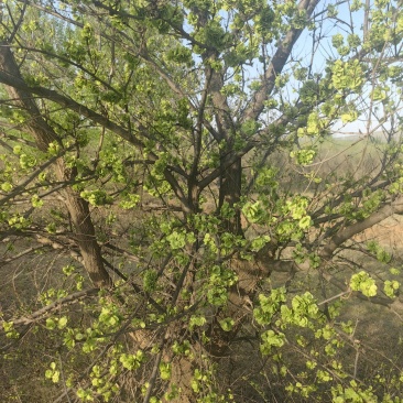 大量应季榆钱，现要现采摘