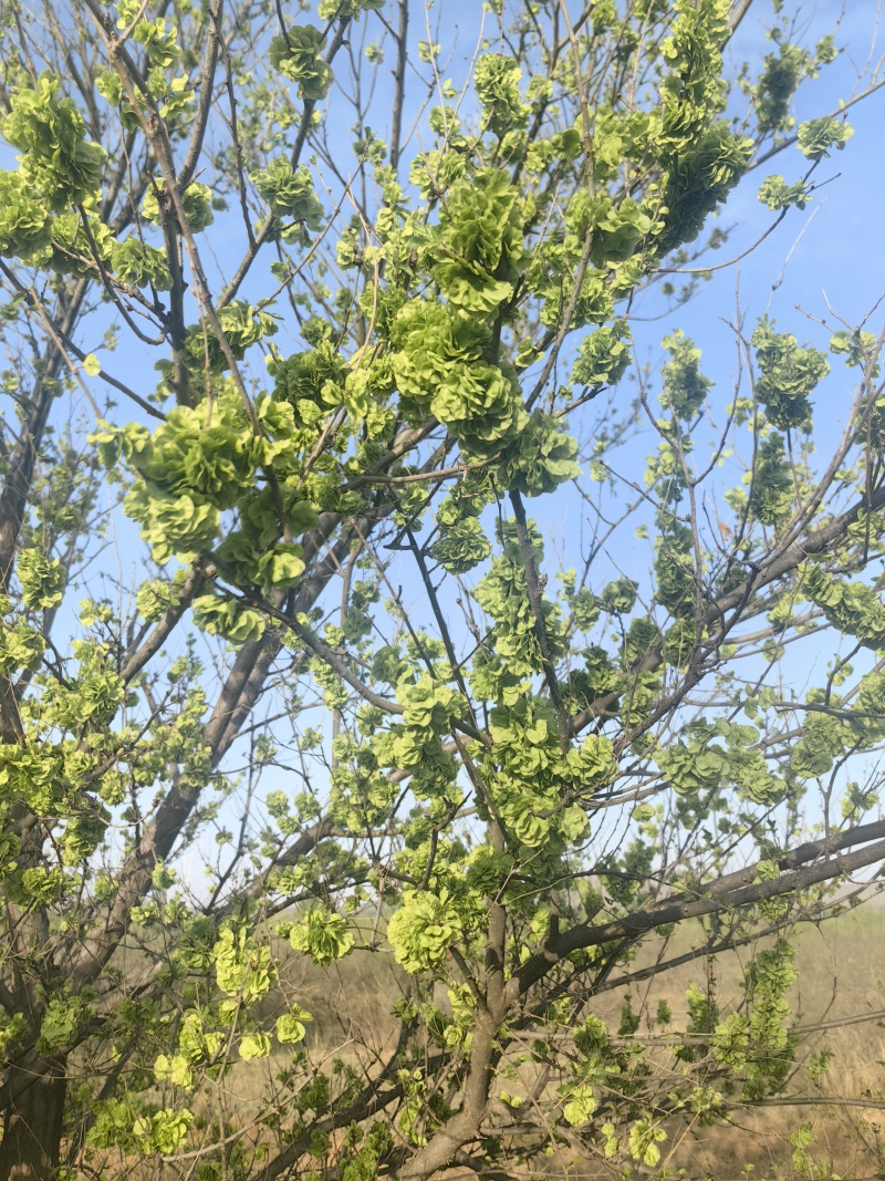 大量应季榆钱，现要现采摘