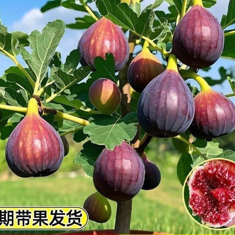 无花果苗波姬红芭劳奈布兰瑞克无花果杯苗
